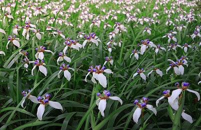 还有新更新？ 《赛博朋克2077》switch2版地图惊现新图标